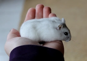 Chuột Cảnh Hamster Winter White (WW) cam-nang-cach-nuoi-cham-soc-hamster-winter-white-ww-chuot-canh