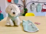MUỐN KINH DOANH QUẦN ÁO THÚ CƯNG , MUA Ở ĐÂU GIÁ SỈ ?????