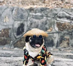 ÁO SƠ MI TRAI CÂY