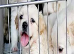Chợ thú cưng lớn nhất Sài Gòn