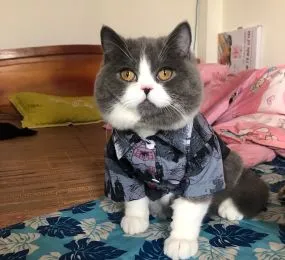 Sơ mi batman