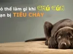 CHÓ BỊ TIÊU CHẢY: CÁCH ĐỀU TRỊ TẠI NHÀ